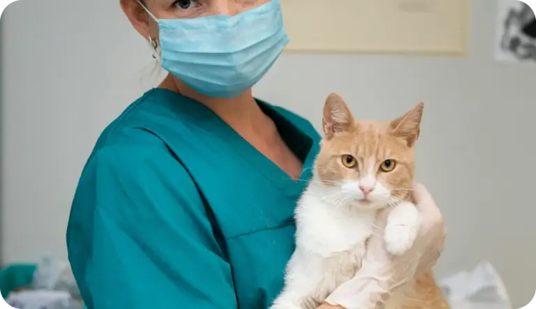 Quel site internet choisir pour un cabinet vétérinaire ?